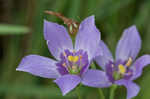 Catchfly prairie gentain